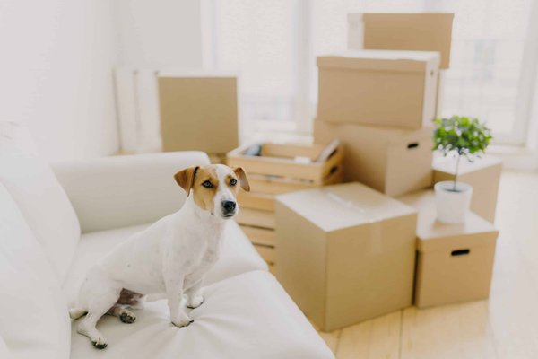 What Are the Latest Innovations in Heel Comfort Technology for Office Footwear?